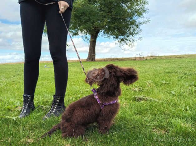 7 month old female Cocker Spaniel for sale in Huntingdon, Cambridgeshire - Image 2