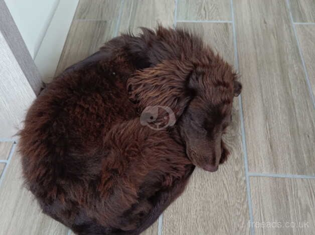 7 month old female Cocker Spaniel for sale in Huntingdon, Cambridgeshire - Image 3