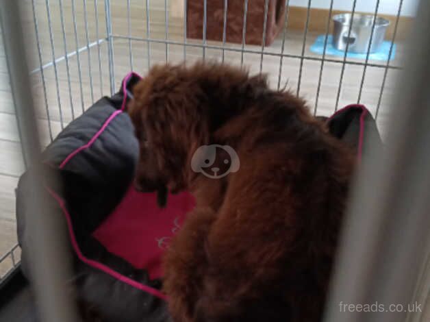 7 month old female Cocker Spaniel for sale in Huntingdon, Cambridgeshire - Image 4