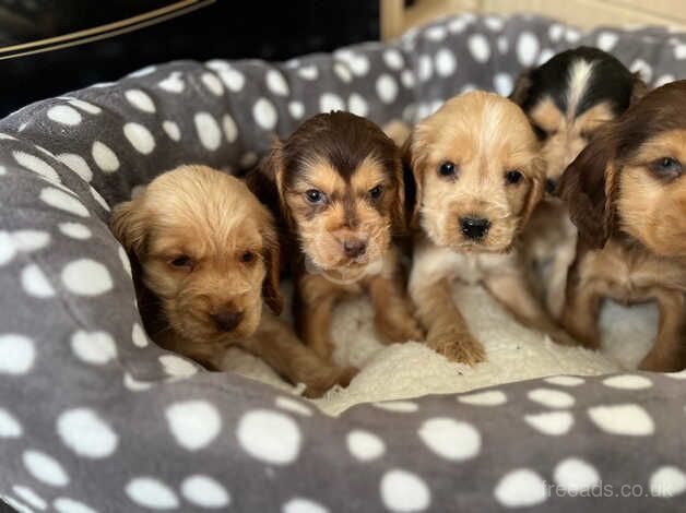 7 week old cocker spaniel puppies for sale in York, Lancashire