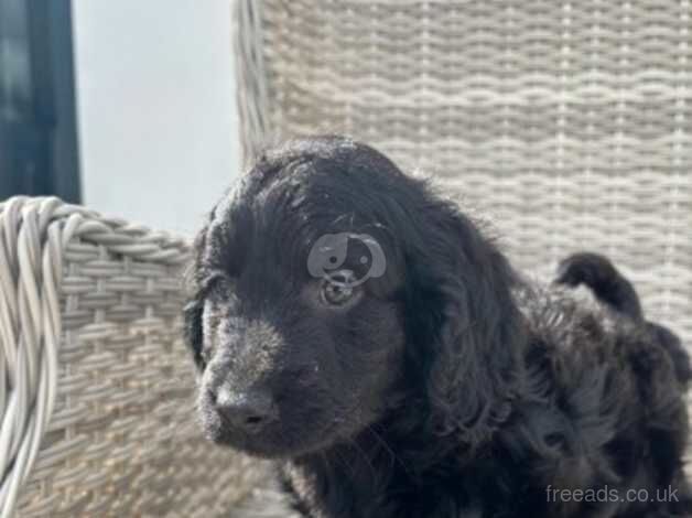 8 beautiful cocker spaniel pups looking for new homes! for sale in Wareham, Dorset - Image 2