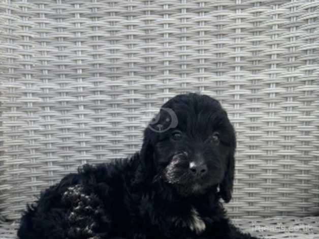 8 beautiful cocker spaniel pups looking for new homes! for sale in Wareham, Dorset - Image 3