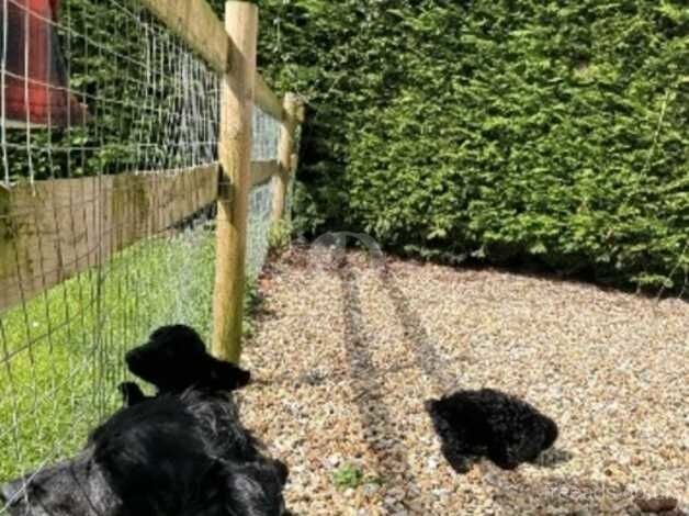 8 beautiful cocker spaniel pups looking for new homes! for sale in Wareham, Dorset - Image 4