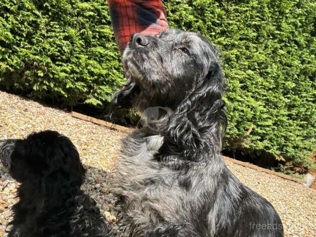 8 beautiful cocker spaniel pups looking for new homes! for sale in Wareham, Dorset - Image 5