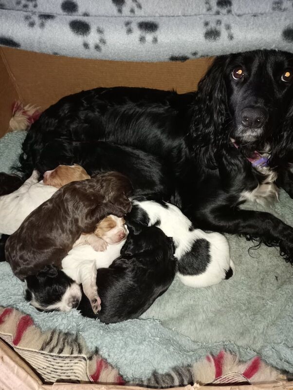 8 Cocker spaniels for sale in Malton, North Yorkshire