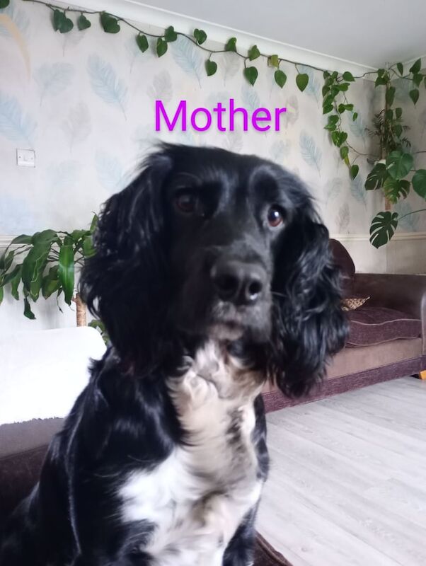 8 Cocker spaniels for sale in Malton, North Yorkshire - Image 2