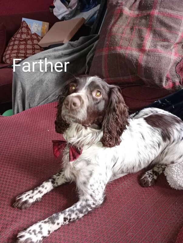 8 Cocker spaniels for sale in Malton, North Yorkshire - Image 3