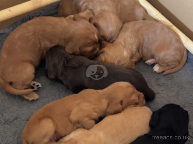 8 Gorgeous Cocker Spaniel for sale in Richmond, Richmond upon Thames, Greater London - Image 1