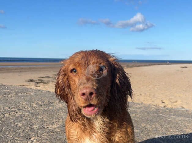 8 Gorgeous Cocker Spaniel for sale in Richmond, Richmond upon Thames, Greater London - Image 3