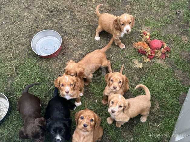 8 Gorgeous Puppies for sale in Richmond, Richmond upon Thames, Greater London