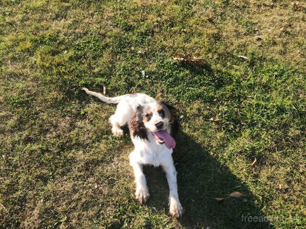 8 month old cocker bitch for sale in Bedale, North Yorkshire