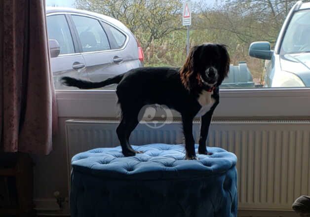 Cocker Spaniel Puppies for sale in South Lanarkshire