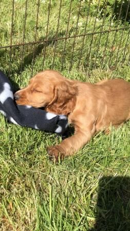 8 week old kC reg Cocker spaniel puppies for sale in Bala/Y Bala, Gwynedd