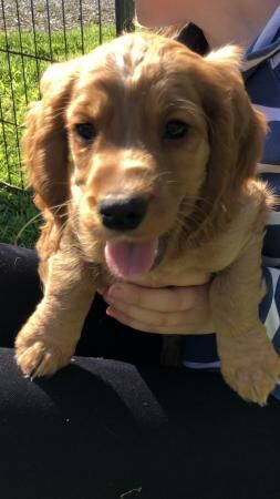 8 week old kC reg Cocker spaniel puppies for sale in Bala/Y Bala, Gwynedd - Image 2