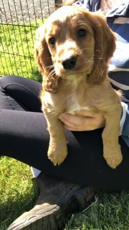 8 week old kC reg Cocker spaniel puppies for sale in Bala/Y Bala, Gwynedd - Image 3