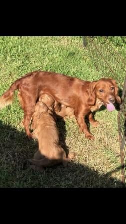 8 week old kC reg Cocker spaniel puppies for sale in Bala/Y Bala, Gwynedd - Image 5