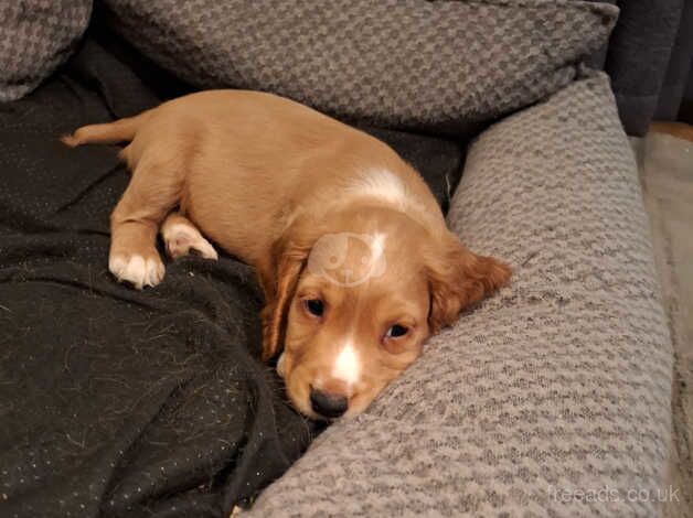 8 week old male Cocker spaniel for sale in Ipswich, Suffolk - Image 1