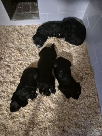 8 weeks old cocker spaniel puppies for sale in Pencoed, Bridgend - Image 1