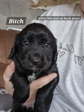 8 weeks old cocker spaniel puppies for sale in Pencoed, Bridgend - Image 3