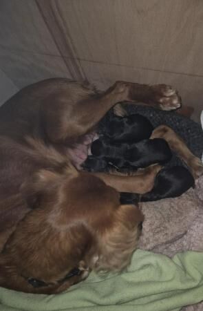 8 weeks old cocker spaniel puppies for sale in Pencoed, Bridgend - Image 4