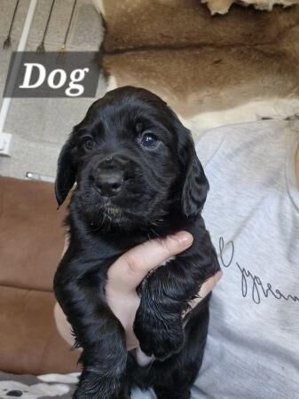 8 weeks old cocker spaniel puppies for sale in Pencoed, Bridgend - Image 5