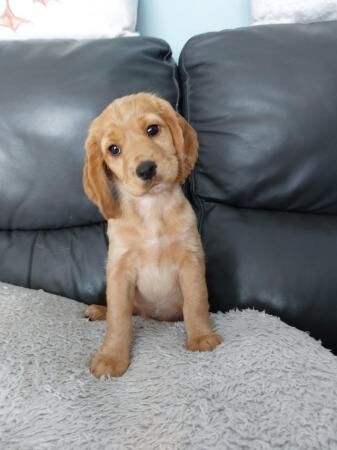 8 weeks old working type cocker spaniel pups for sale in Hartlepool, County Durham - Image 1