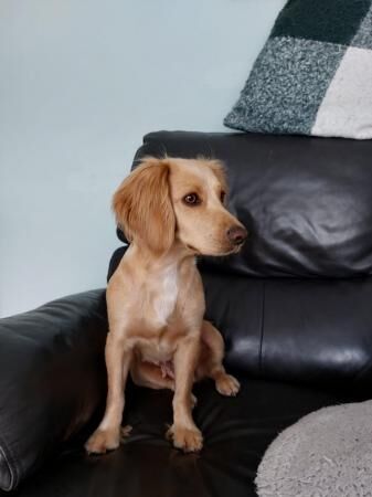 8 weeks old working type cocker spaniel pups for sale in Hartlepool, County Durham - Image 2