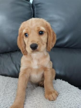 8 weeks old working type cocker spaniel pups for sale in Hartlepool, County Durham - Image 3