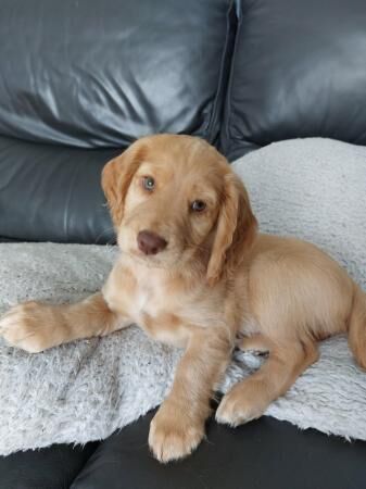 8 weeks old working type cocker spaniel pups for sale in Hartlepool, County Durham - Image 4