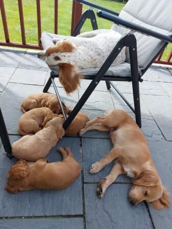 8 weeks old working type cocker spaniel pups for sale in Hartlepool, County Durham - Image 5