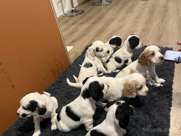 8 working cocker spaniels for sale in Bristol, Bristol