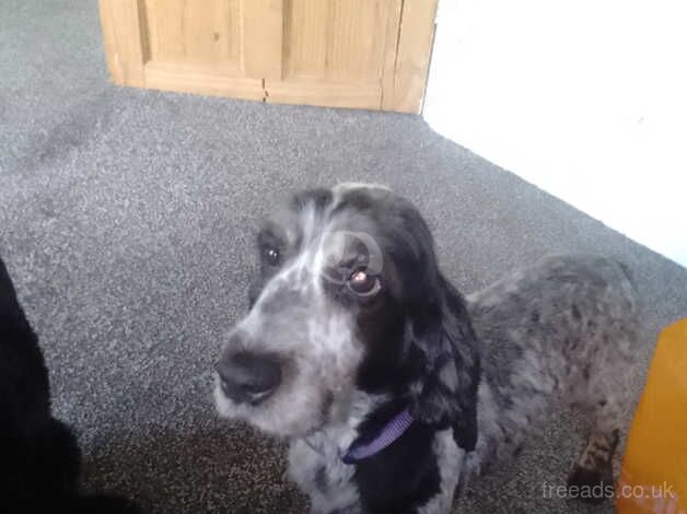 8 year old female for sale in Bishop Auckland, County Durham