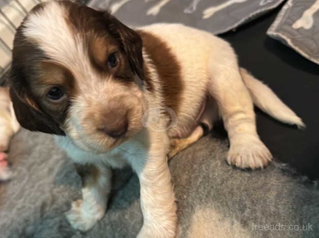 9 beautiful cockerspaniel puppies for sale in Doncaster, Nottinghamshire - Image 2