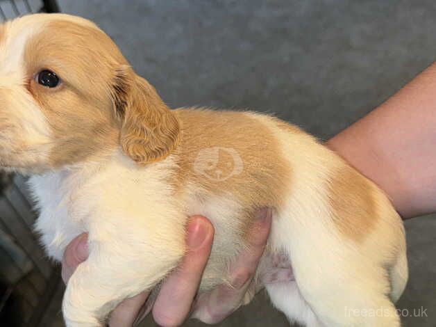 9 beautiful cockerspaniel puppies for sale in Doncaster, Nottinghamshire - Image 3