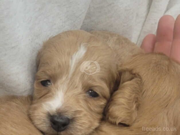 9 cocker spaniel puppies.4 girls 5 boys for sale in Uttoxeter, Staffordshire