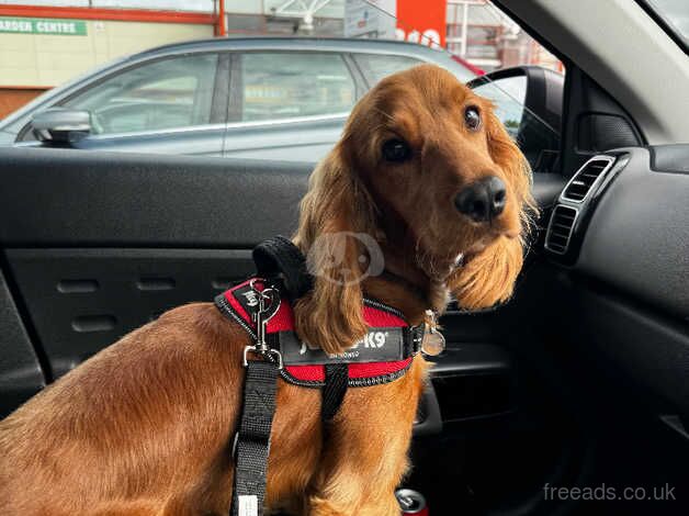 9 month old male cocker spaniel. for sale in Newry, Newry and Mourne