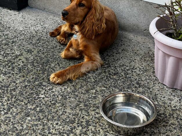 9 month old male cocker spaniel. for sale in Newry, Newry and Mourne - Image 3