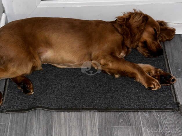 9 month old male cocker spaniel. for sale in Newry, Newry and Mourne - Image 5