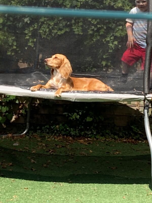 9 month old stunning Cocker Spaniel Girl for sale in Honiton, Devon