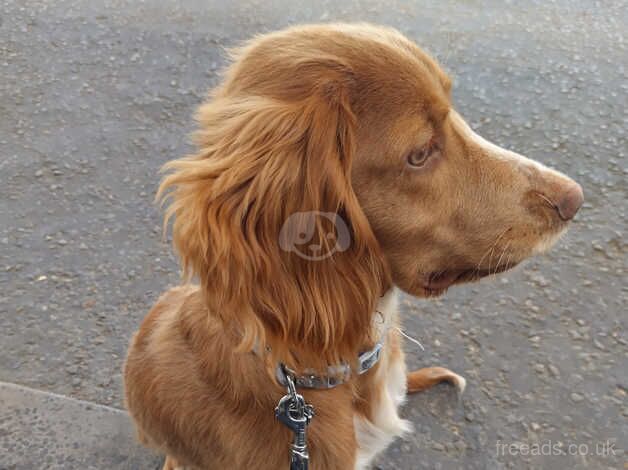 9 month old Teddie needs a new home for sale in Downham Market, Norfolk - Image 1