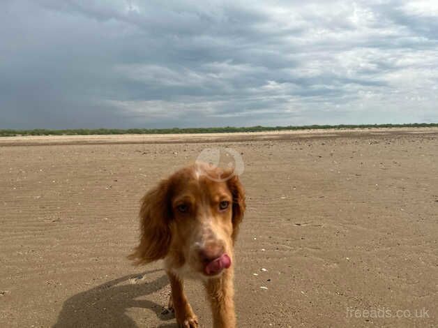 9 month old Teddie needs a new home for sale in Downham Market, Norfolk - Image 3