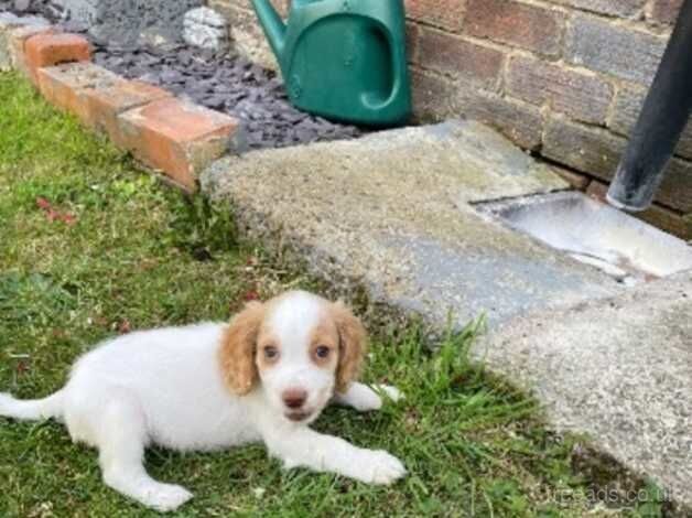 9 week old lemon white female cocker spaniel for sale in Pontefract, West Yorkshire