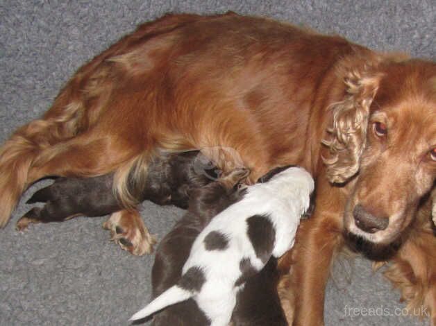 9 week old working Cocker Spaniel puppies for sale in Worksop, Nottinghamshire