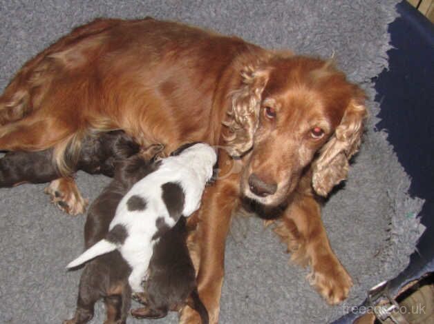 9 week old working Cocker Spaniel puppies for sale in Worksop, Nottinghamshire