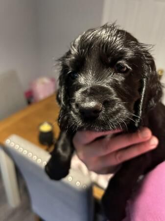 9 wk old working cocker spaniel pups for sale in Uttoxeter, Staffordshire - Image 1