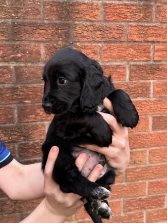 9 wk old working cocker spaniel pups for sale in Uttoxeter, Staffordshire - Image 2