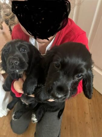 9 wk old working cocker spaniel pups for sale in Uttoxeter, Staffordshire - Image 3