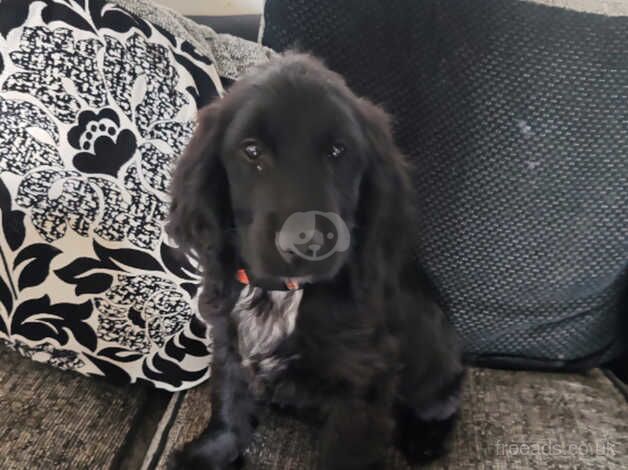 Cocker Spaniels for sale in Caerphilly/Caerffil, Caerphilly