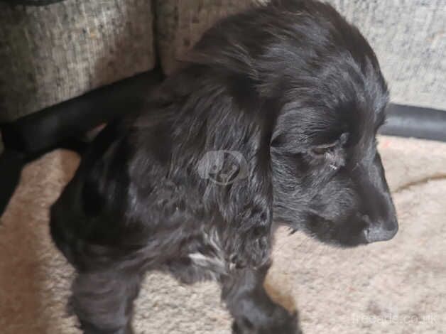 Cocker Spaniel Puppies for sale in Caerphilly