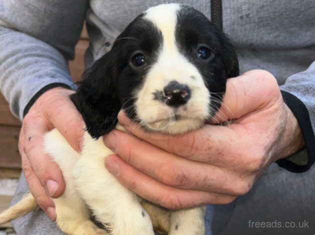 Adorable cocker spaniel puppies for sale in Accrington, Lancashire